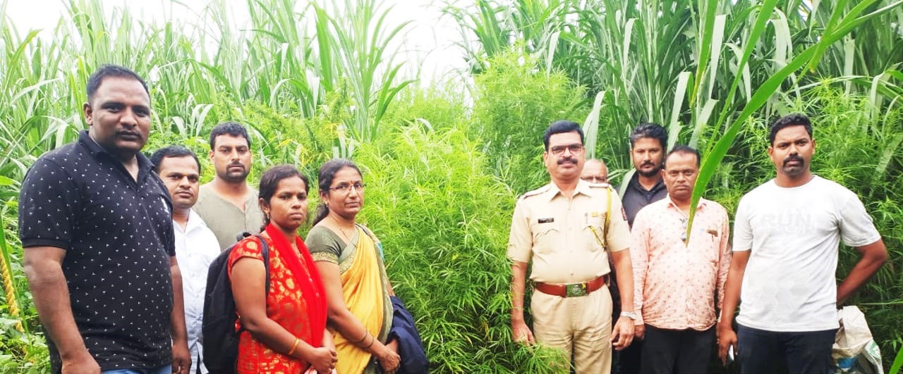 हत्ती गवताच्या पिकात गांजाची लागवड ; उपळवेतील घटना
